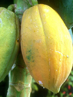 http://www.sunnysanya.com/images/tropical_fruits_papaya.jpg