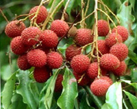 http://www.sunnysanya.com/images/Tropical_Fruits_Lychee.jpg