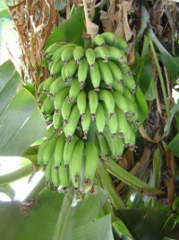 http://www.sunnysanya.com/images/Tropical_Fruits_Banana2.jpg