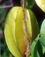 http://www.sunnysanya.com/images/Tropical_Fruits_Yangtao.jpg