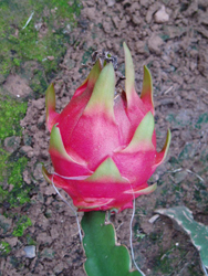 http://www.sunnysanya.com/images/dragonfruit3.jpg