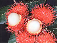 http://www.sunnysanya.com/images/Rambutan2.jpg