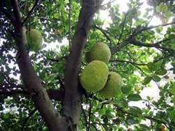 http://www.sunnysanya.com/images/Jack_Fruit.jpg