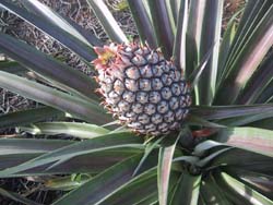 http://www.sunnysanya.com/images/pineapple.JPG