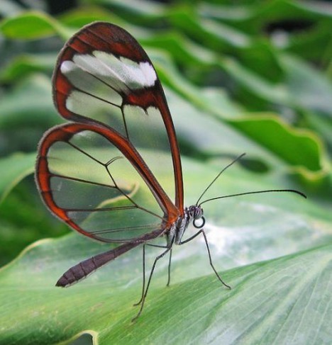 Transparent Butterflies Greta Oto found from Mexico through Panama are commonly called clearwings or glasswings butterflies