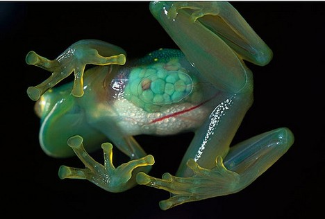 Transparent Frog is also called glass frog which is found in Venezuelan rainforests. The internal organs and eggs of Glass frogs can so easily seen. 