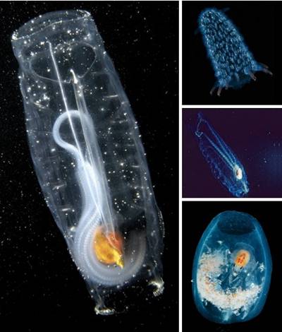 Transparent Salps often habit in chains which are considered to be the most efficient carbon removing organisms on the planet.