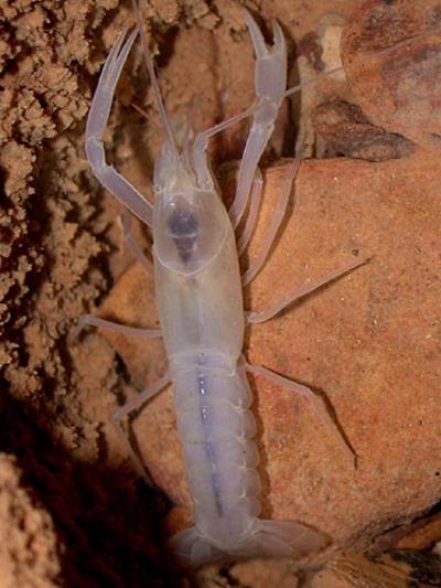 Transparent Cave Crayfish in North America have ability of changing from whitish albinos to nearly translucent in appearance