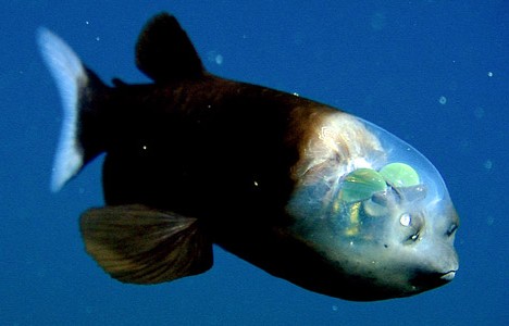 Transparent-Headed Barreleye Fish is so strange with a transparent internal part on head.