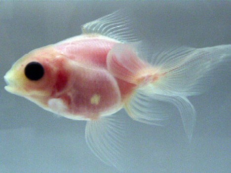 Transparent Goldfish looks sparkling under water