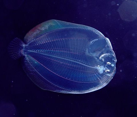 Transparent Flounder with a flat and thin body is easy to see the internal born structure  