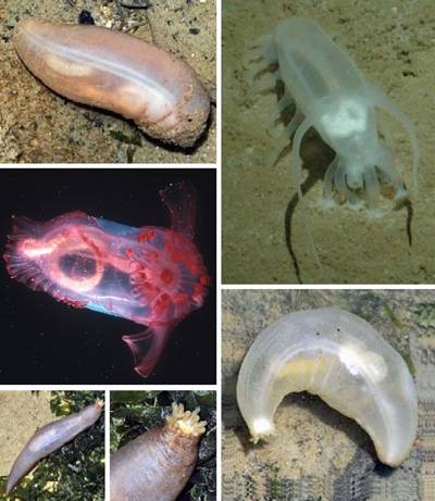 Transparent Sea Cucumber found in the northern Gulf of Mexico is slow in moving but they are hard to be seen by predators 