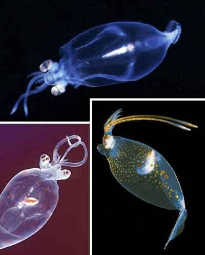  Transparent Squid is so beautiful under dark water thanks to colorful internal organs.