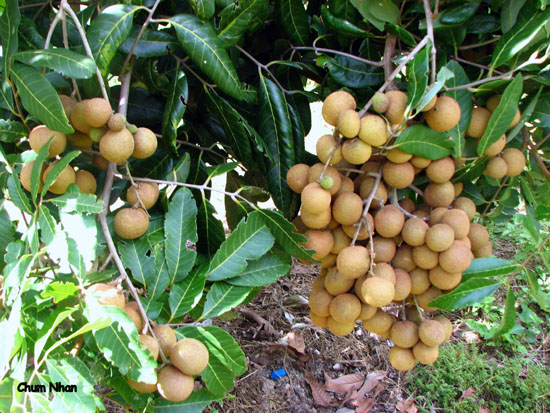 http://huongduongtxd.com/vuoncayflorida/3.JPG