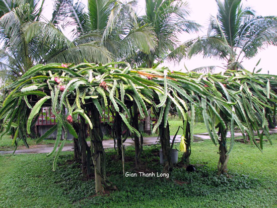 http://huongduongtxd.com/vuoncayflorida/5.JPG