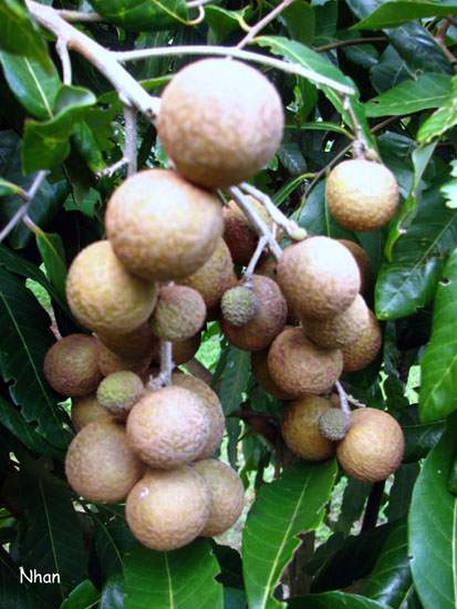 http://huongduongtxd.com/vuoncayflorida/6.JPG