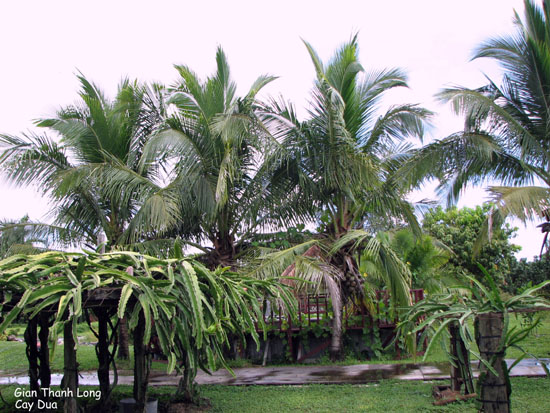 http://huongduongtxd.com/vuoncayflorida/11.JPG