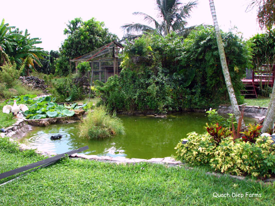 http://huongduongtxd.com/vuoncayflorida/17.JPG