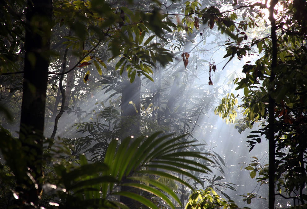 Streams of light in the Amazonian mist