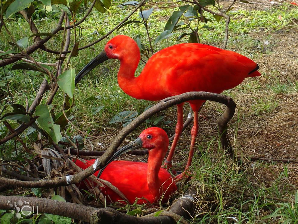 Tupi 'red bird' also known as the scarlet ibis one of the most beautiful Brazilian birds, because of the color of their plumage