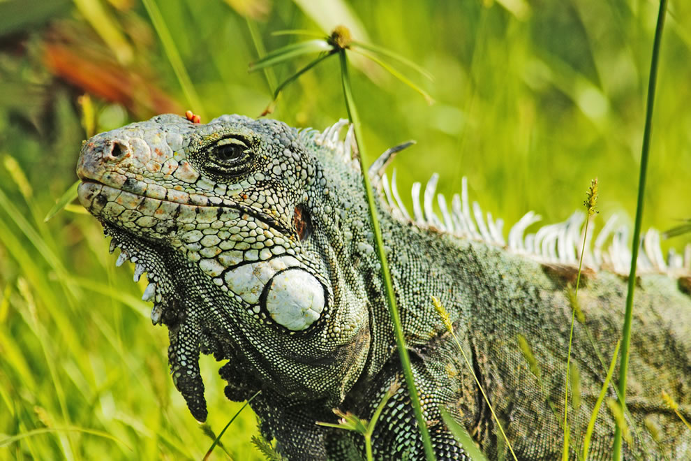 Amazonian Godzilla 'in my garden'