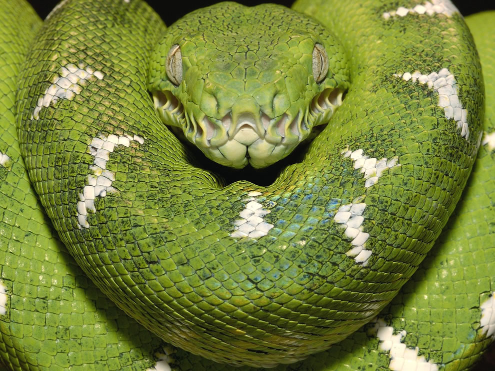 Emerald boa Amazon Equador