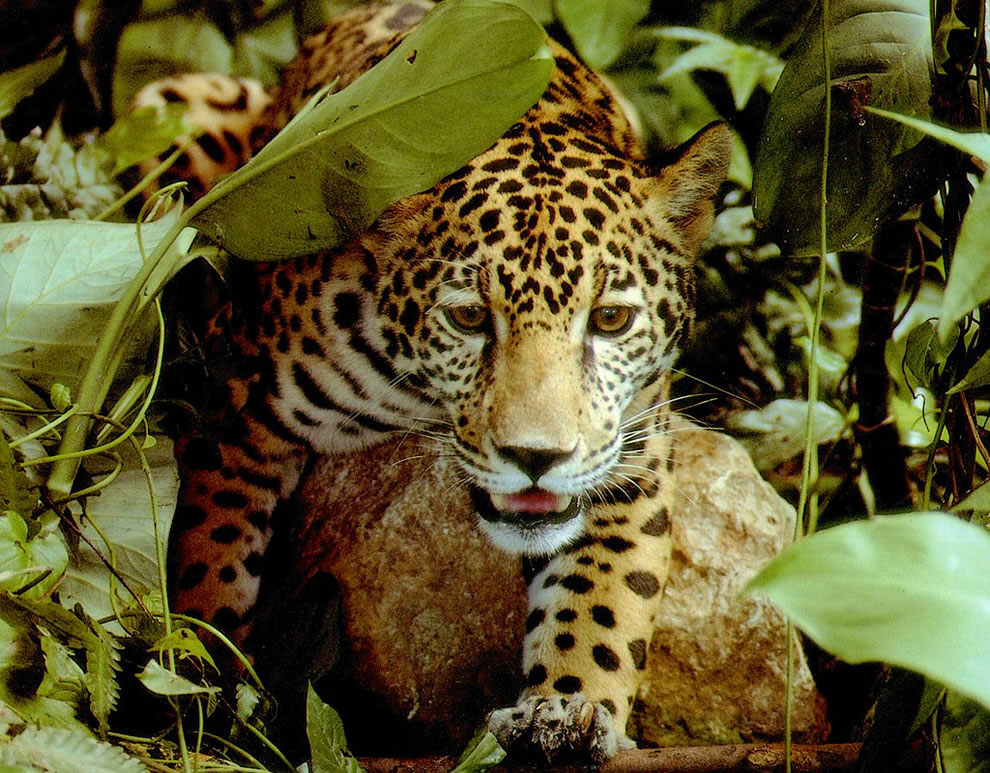 Amazon rainforest jaguar