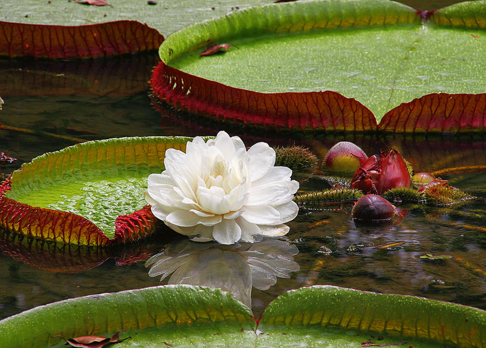 Star of the water - In the rivers of the Amazon