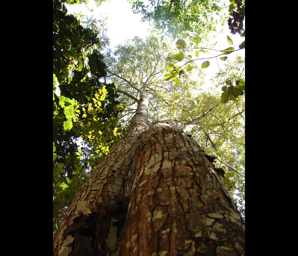 Looking up in Amazon rainforest - rvore Mogno