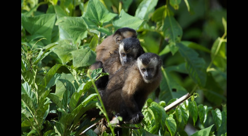 Monkeys hanging out in the Amazonian jungle