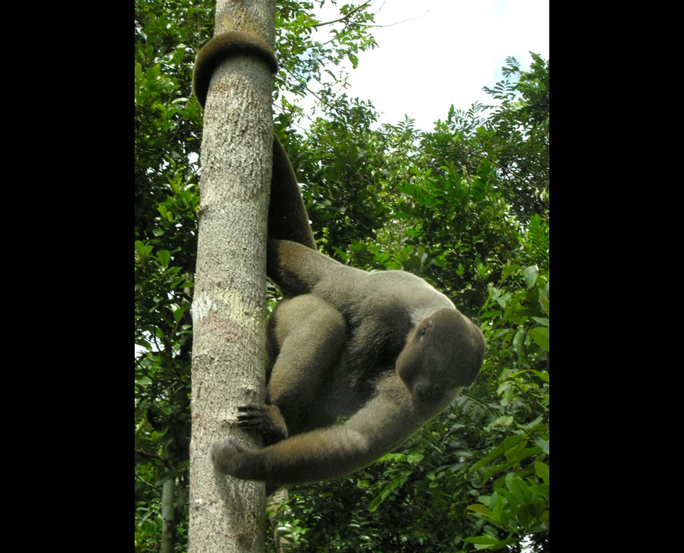 Brown Woolly Monkey in the Amazon