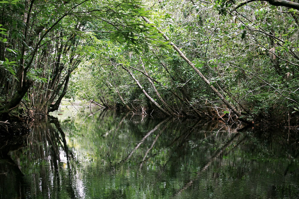 Amazon rainforest - inside of kills