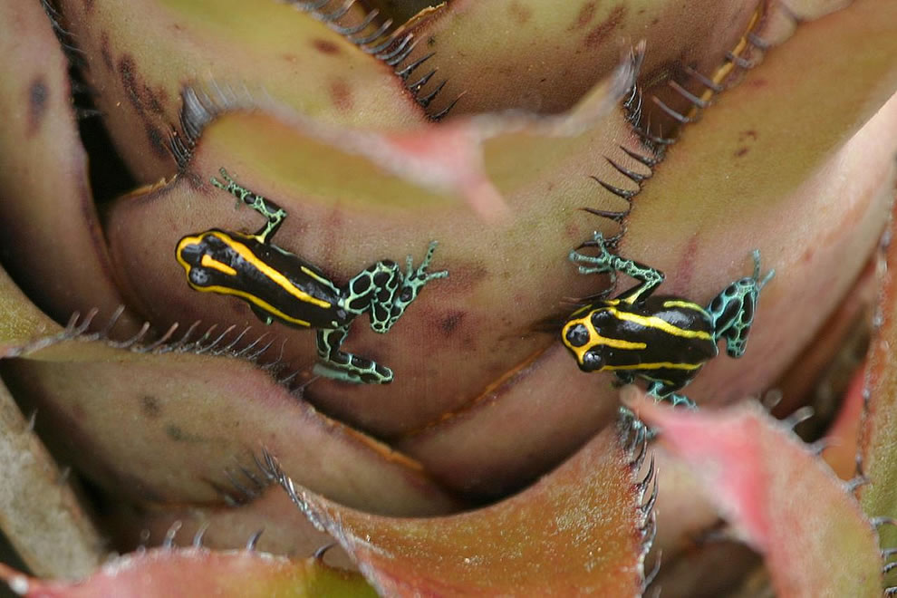 Amazon Poison Dartfrog or Reticulated Poison Frog found at the inflows of the Amazon River in Peru live high up in the rainforest 