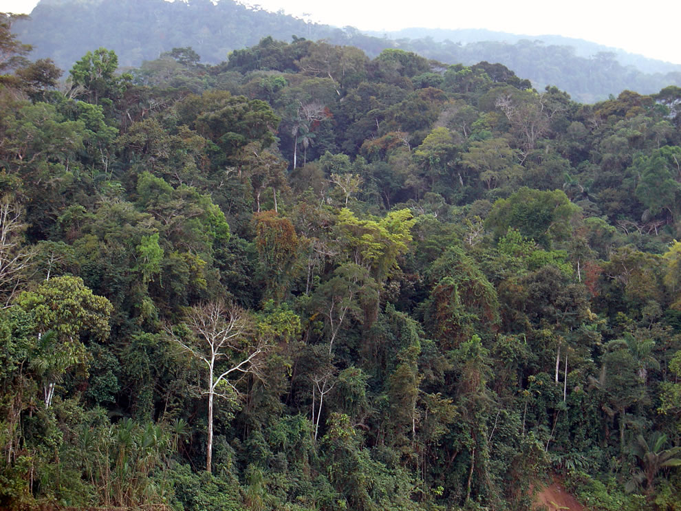 Amazon Rainforest, seen from the Alto Madre de Dios river, in Peru