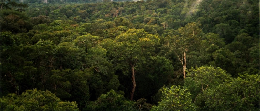 Amazon rainforest, near Manaus, Brazil