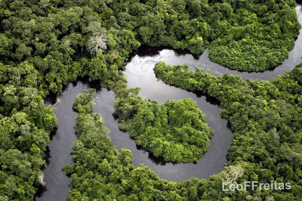 Amazonian Forest and Renato River