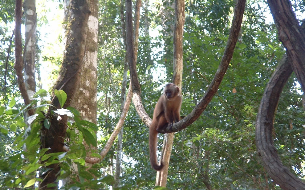 Amazonian Rainforest, Monkey Island (Peru)