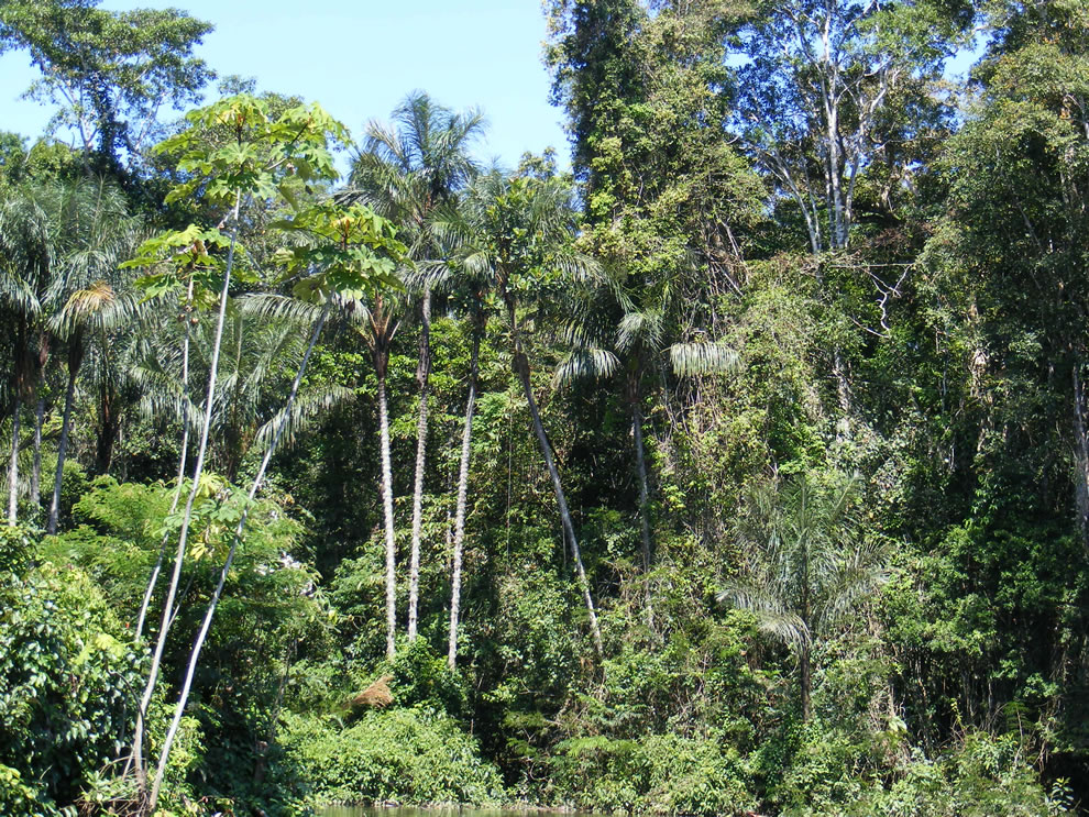 Amazonian rainforest, upper Amazon basin, Loreto region, Peru