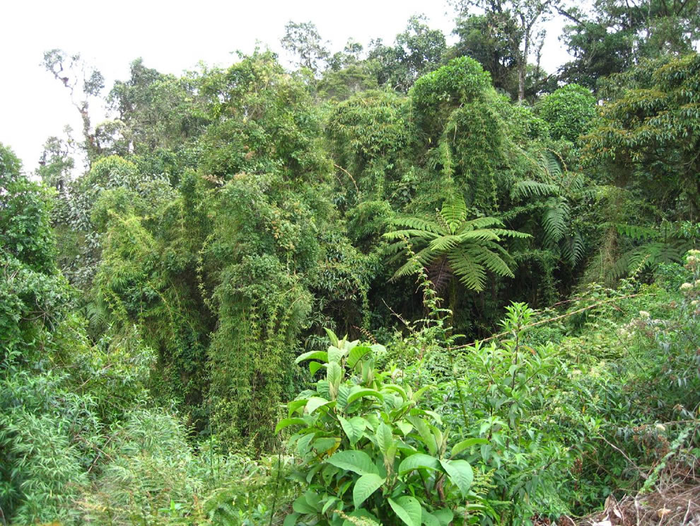 bamboo and ferns in amazon rainforest