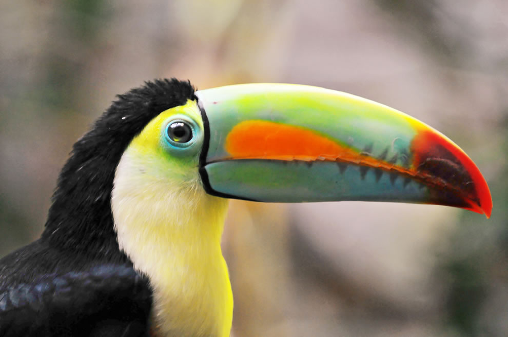 Toucan, the earl of Amazonia