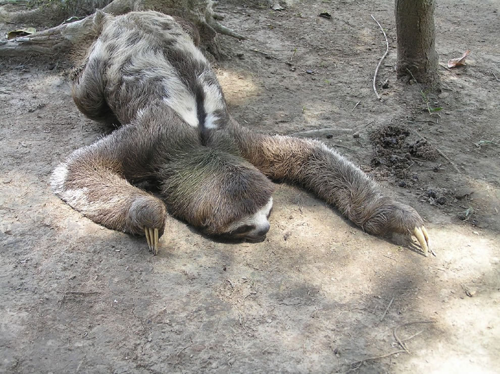 Three Toed Sloth in the Amazon