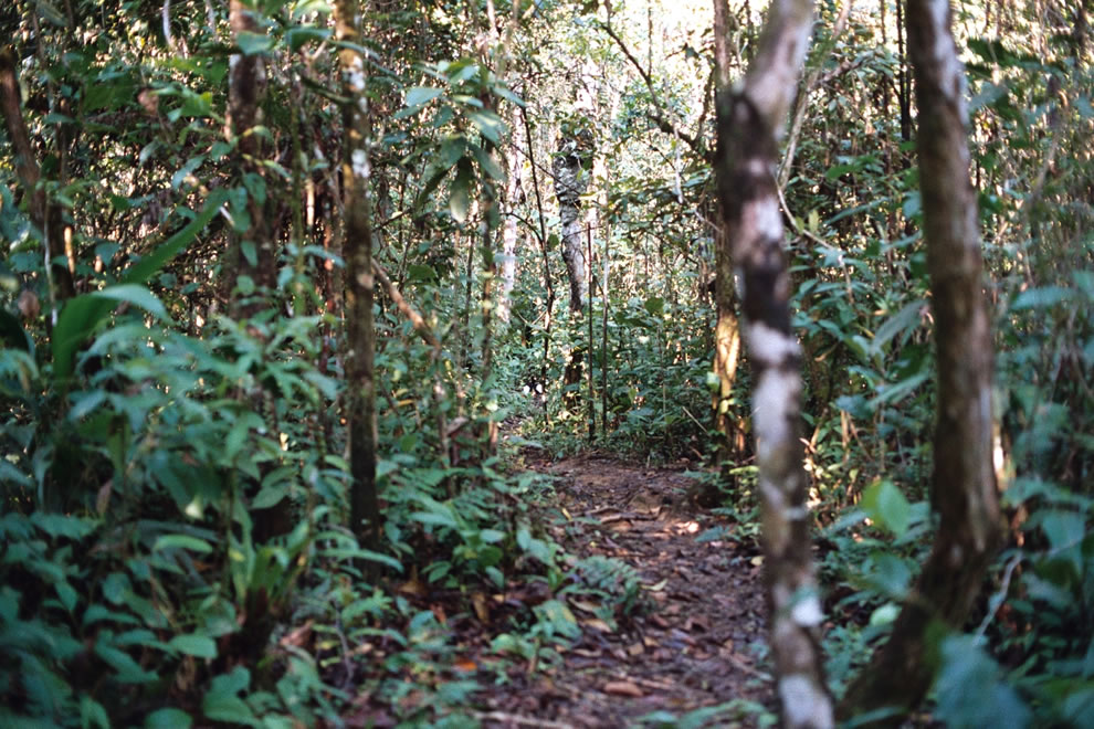 walking through paths in the amazonian rainforest